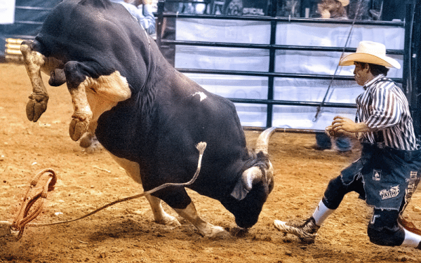 What Is Riding The Rodeo Machine Rodeo Equipment List: 17 Items (with Pictures)